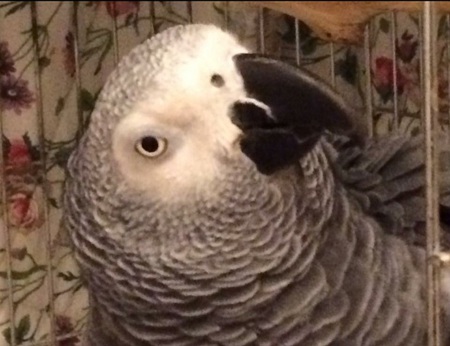 Paj