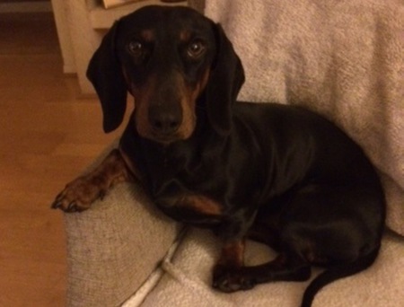 Sgt Schnitzel von Pendergrass
