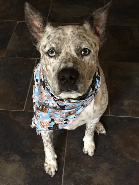 Rufus Xavier