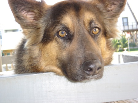 Gypsy