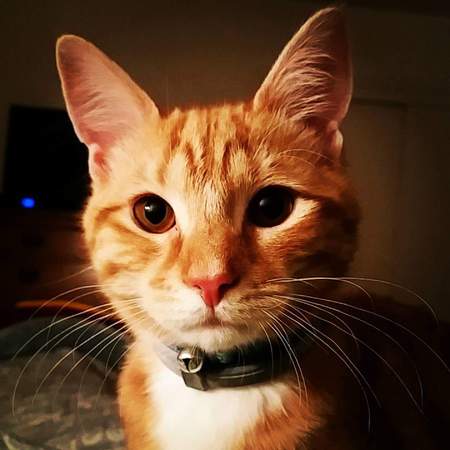 Louie