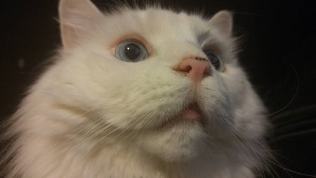 Solo the Deaf Cat