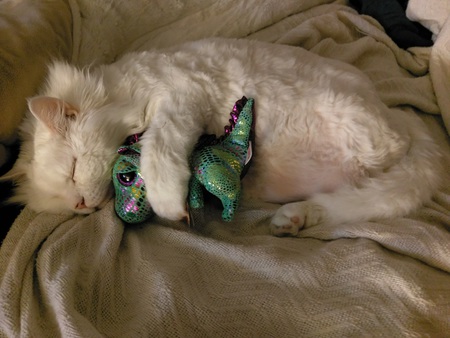 Solo the Deaf Cat