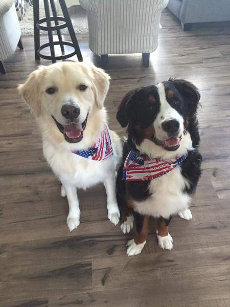 Patriotic Pups - Benjamin Franklin (Franklin) & Thomas Jefferson (TJ)