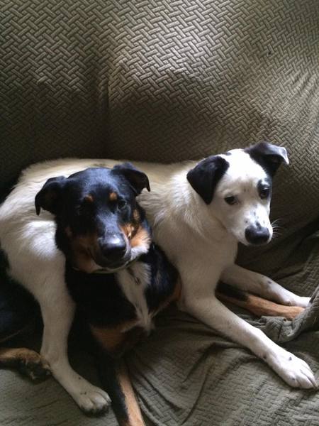 Duke and Apollo