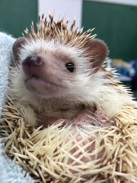 Hedgie