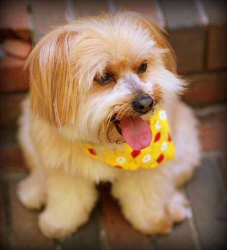Teddy