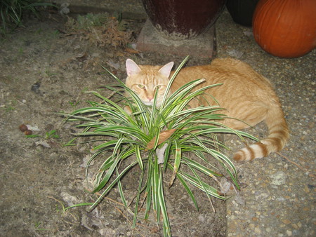 Orange Julius