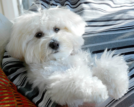 Bijou