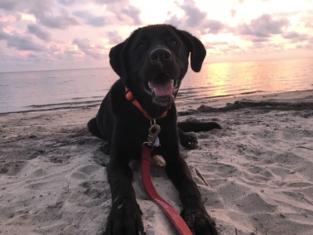 Beau