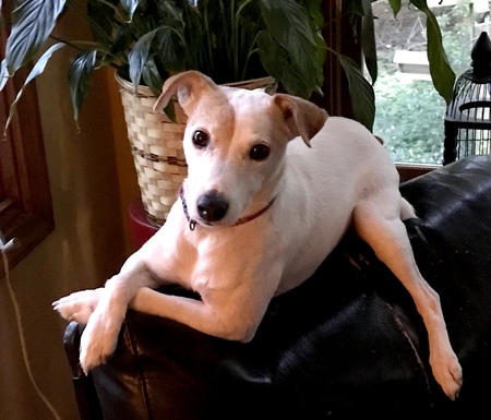 Ellie (short for Ella Fitzgerald)
