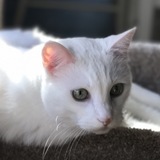Entry image for Zeke