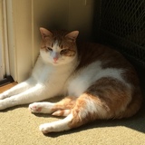 Entry image for Oliver Mittens
