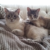 Entry image for Sasha and Jax