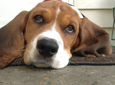 Entry image for Stella . Clicking this image will show a larger photo