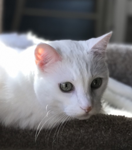 Entry image for Zeke. Clicking this image will show a larger photo