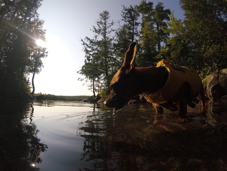 Entry image for Marley. Clicking this image will show a larger photo