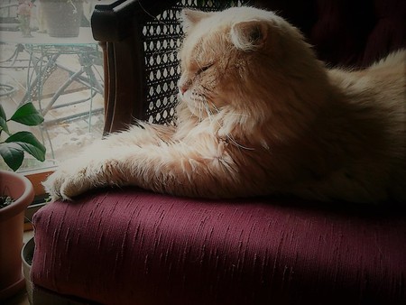 Entry image for Simba. Clicking this image will show a larger photo