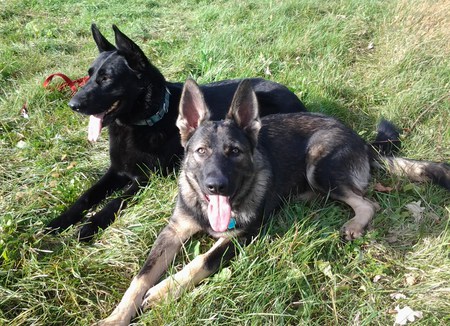 Entry image for Emma and Rudy. Clicking this image will show a larger photo
