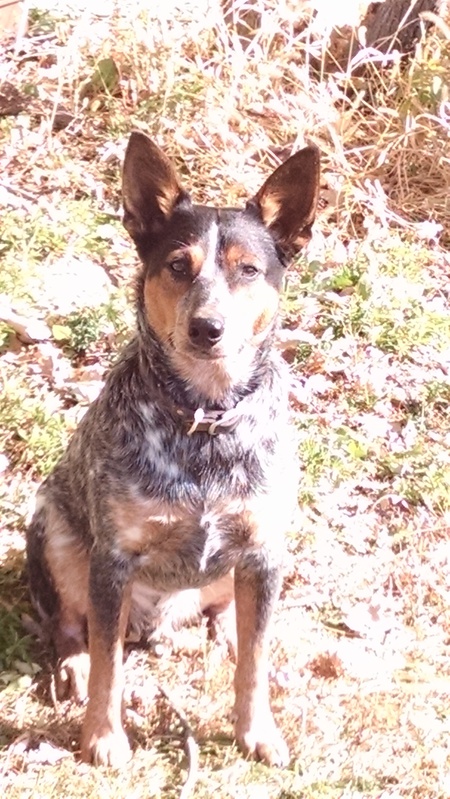 Entry image for Kato . Clicking this image will show a larger photo