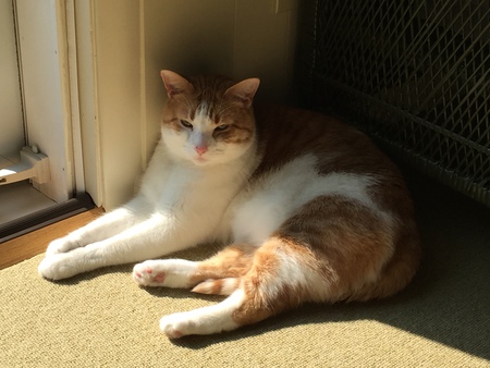 Entry image for Oliver Mittens. Clicking this image will show a larger photo