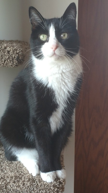 Entry image for Bandit. Clicking this image will show a larger photo