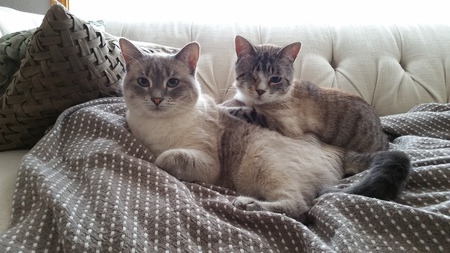 Entry image for Sasha and Jax. Clicking this image will show a larger photo
