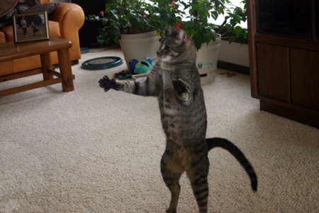 Entry image for Crunch. Clicking this image will show a larger photo