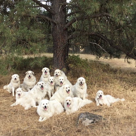 Pyr Bliss Farm Dogs