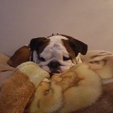 Entry image for Hommie