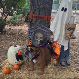 Entry image for Lily Belle