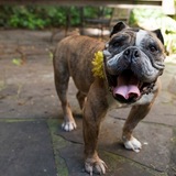 Entry image for Dubby