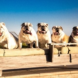 Entry image for Wazzy, Maximus, Pork Chop, Cobalt, Fletcher