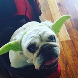 Entry image for Pumbaa