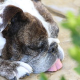 Entry image for Hau'oli