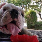 Entry image for Charlie