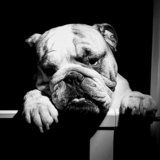 Entry image for Oakley