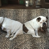 Entry image for Herschel/Atticus