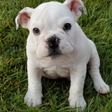 Entry image for Bailey