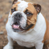 Entry image for Tony Danza