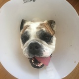 Entry image for Holly