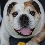 Entry image for Bosley