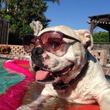 Entry image for Bono 