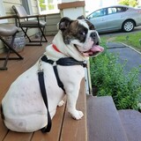 Entry image for Charlie Brown 