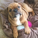 Entry image for Miss Chubby