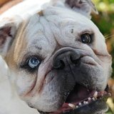 Entry image for Winston Ace