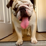 Entry image for Louie