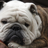 Entry image for Frank