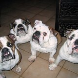 Entry image for Hazel, Max, Charlie, and Riley