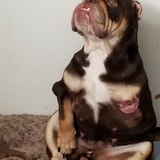 Entry image for Bunny